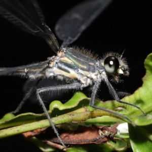 Austroargiolestes icteromelas at Acton, ACT - 19 Feb 2021