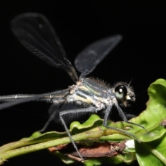 Austroargiolestes icteromelas at Acton, ACT - 19 Feb 2021