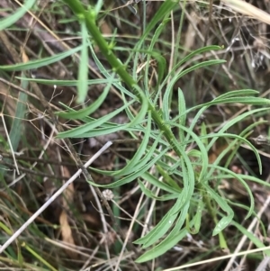 Erigeron canadensis at Lake George, NSW - 19 Feb 2021 10:13 AM