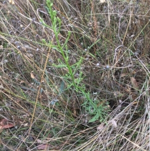 Erigeron canadensis at Lake George, NSW - 19 Feb 2021 10:13 AM