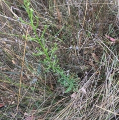 Erigeron canadensis at Lake George, NSW - 19 Feb 2021 10:13 AM