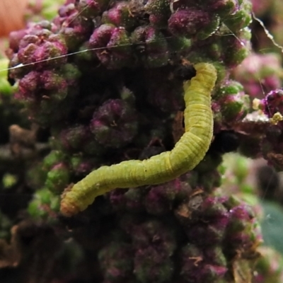 Geometridae (family) IMMATURE at Booth, ACT - 21 Feb 2021 by JohnBundock