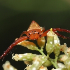 Arkys walckenaeri (Triangle spider) at ANBG - 19 Feb 2021 by TimL