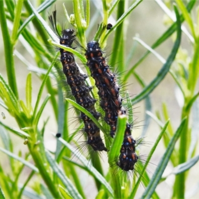 Nyctemera amicus (Senecio Moth, Magpie Moth, Cineraria Moth) at Tidbinbilla Nature Reserve - 15 Feb 2021 by JohnBundock