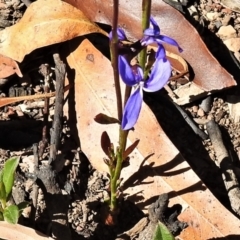Lobelia dentata/gibbosa (Lobelia dentata or gibbosa) at Mount Clear, ACT - 21 Feb 2021 by JohnBundock