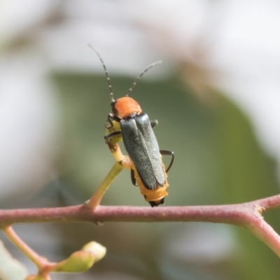 Chauliognathus tricolor (Tricolor soldier beetle) at Fyshwick, ACT - 10 Feb 2021 by AlisonMilton