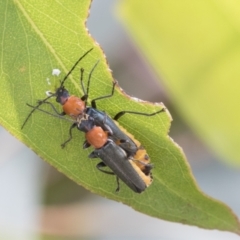 Chauliognathus tricolor at Fyshwick, ACT - 10 Feb 2021