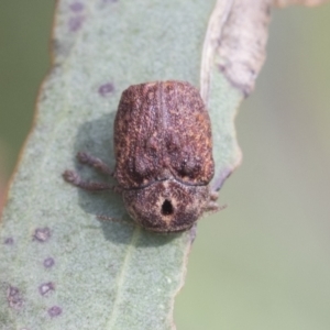 Cadmus sp. (genus) at Fyshwick, ACT - 10 Feb 2021