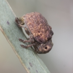 Cadmus sp. (genus) at Fyshwick, ACT - 10 Feb 2021