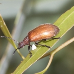 Ecnolagria grandis (Honeybrown beetle) at Fyshwick, ACT - 10 Feb 2021 by AlisonMilton