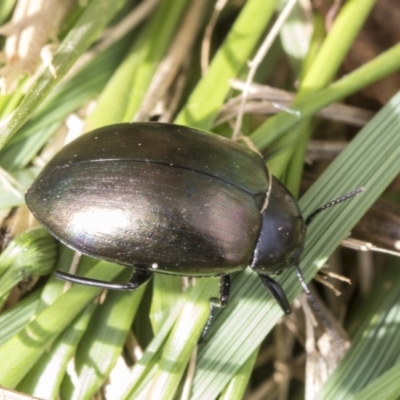 Chalcopteroides spectabilis (Rainbow darkling beetle) at Fyshwick, ACT - 10 Feb 2021 by AlisonMilton