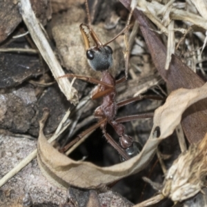 Myrmecia nigriceps at Fyshwick, ACT - 10 Feb 2021