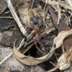 Myrmecia nigriceps (Black-headed bull ant) at Fyshwick, ACT - 10 Feb 2021 by AlisonMilton
