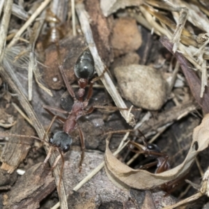 Myrmecia nigriceps at Fyshwick, ACT - 10 Feb 2021