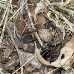 Myrmecia nigriceps at Fyshwick, ACT - 10 Feb 2021