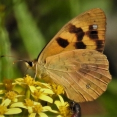 Heteronympha solandri (Solander's Brown) at Cotter River, ACT - 20 Feb 2021 by JohnBundock