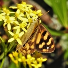 Heteronympha solandri at Cotter River, ACT - 20 Feb 2021 03:46 PM