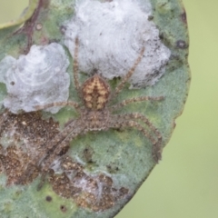 Sparassidae (family) (A Huntsman Spider) at Fyshwick, ACT - 10 Feb 2021 by AlisonMilton