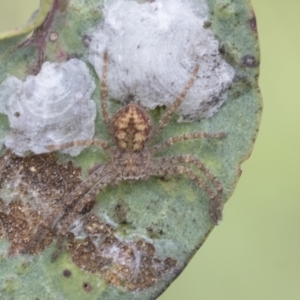 Sparassidae (family) at Fyshwick, ACT - 10 Feb 2021