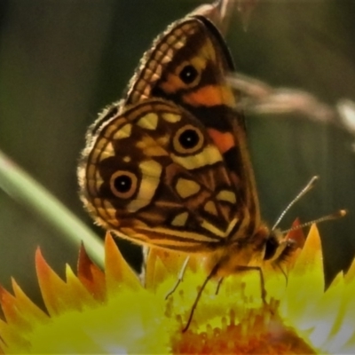 Oreixenica latialis (Small Alpine Xenica) at Cotter River, ACT - 20 Feb 2021 by JohnBundock