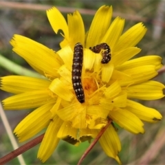 Noctuidae unclassified IMMATURE moth (Immature Noctuidae Moth) at Namadgi National Park - 20 Feb 2021 by JohnBundock