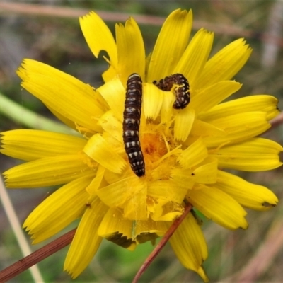 Noctuidae unclassified IMMATURE moth (Immature Noctuidae Moth) at Namadgi National Park - 20 Feb 2021 by JohnBundock