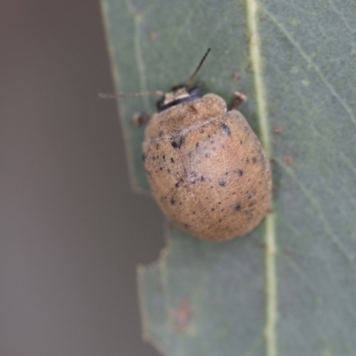 Trachymela sp. (genus) (Brown button beetle) at Fyshwick, ACT - 10 Feb 2021 by AlisonMilton