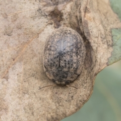 Trachymela sp. (genus) at Fyshwick, ACT - 10 Feb 2021