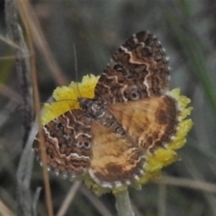 Chrysolarentia heterotropa (White-lined Carpet) at Cotter River, ACT - 20 Feb 2021 by JohnBundock