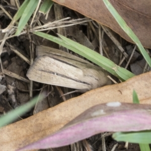 Leucania diatrecta at Fyshwick, ACT - 10 Feb 2021