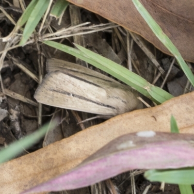 Leucania diatrecta (A Noctuid moth) at Fyshwick, ACT - 10 Feb 2021 by AlisonMilton