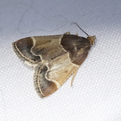 Pyralis farinalis (Meal Moth (Pyralinae) at Higgins, ACT - 13 Feb 2021 by AlisonMilton