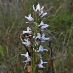 Prasophyllum alpestre (Mauve leek orchid) at Cotter River, ACT - 20 Feb 2021 by JohnBundock