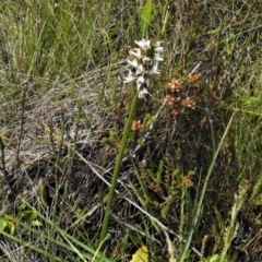 Paraprasophyllum alpestre at Cotter River, ACT - suppressed