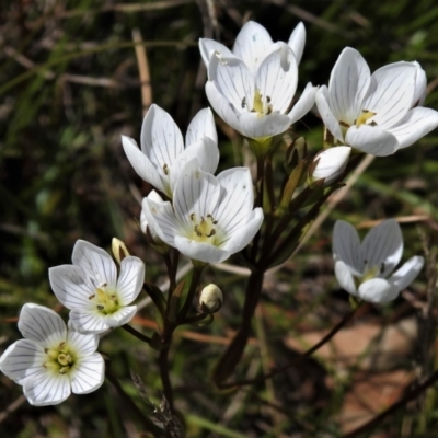 Gentianella muelleriana subsp. jingerensis (Mueller's Snow-gentian) at Namadgi National Park - 20 Feb 2021 by JohnBundock