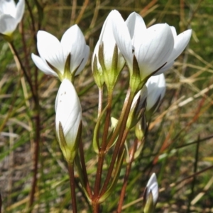 Gentianella muelleriana subsp. jingerensis at Cotter River, ACT - 20 Feb 2021