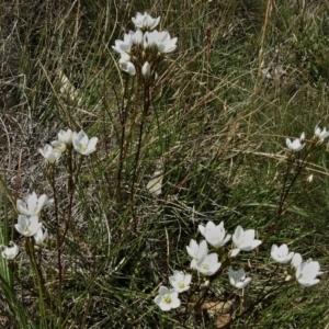 Gentianella muelleriana subsp. jingerensis at Cotter River, ACT - 20 Feb 2021