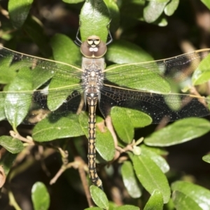 Anax papuensis at Higgins, ACT - 11 Feb 2021