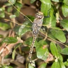 Anax papuensis at Higgins, ACT - 11 Feb 2021