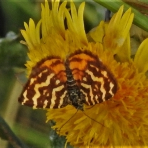 Chrysolarentia chrysocyma at Cotter River, ACT - 20 Feb 2021 12:40 PM