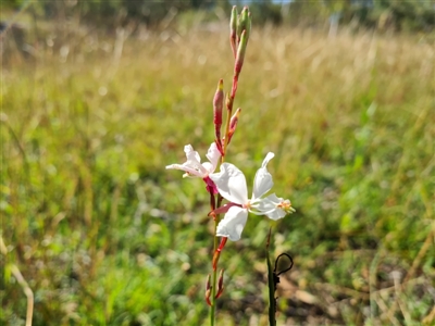 Oenothera lindheimeri (Clockweed) at O'Malley, ACT - 20 Feb 2021 by Mike