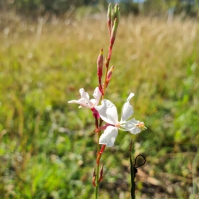 Oenothera lindheimeri (Clockweed) at O'Malley, ACT - 21 Feb 2021 by Mike