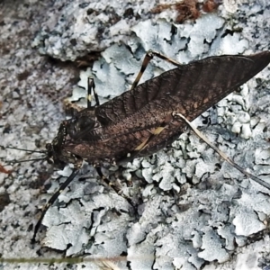 Acripeza reticulata at Cotter River, ACT - 20 Feb 2021 12:36 PM