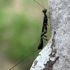 Stephanidae (family) (Stephanid wasp) at Murrumbateman, NSW - 21 Feb 2021 by SimoneC