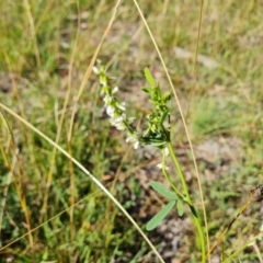 Melilotus albus (Bokhara Clover) at O'Malley, ACT - 21 Feb 2021 by Mike