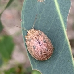 Paropsis atomaria (Eucalyptus leaf beetle) at Murrumbateman, NSW - 21 Feb 2021 by SimoneC