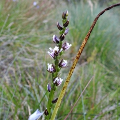 Prasophyllum venustum (Charming leek orchid) at Cotter River, ACT - 20 Feb 2021 by JohnBundock