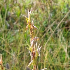 Cymbopogon refractus (Barbed-wire Grass) at O'Malley, ACT - 20 Feb 2021 by Mike