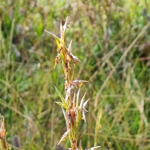 Cymbopogon refractus at O'Malley, ACT - 21 Feb 2021 09:46 AM