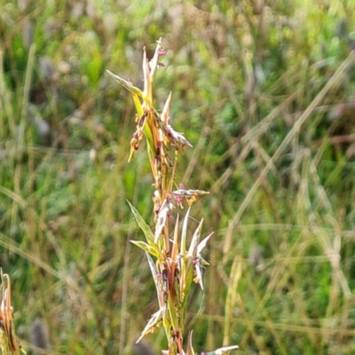 Cymbopogon refractus (Barbed-wire Grass) at O'Malley, ACT - 21 Feb 2021 by Mike